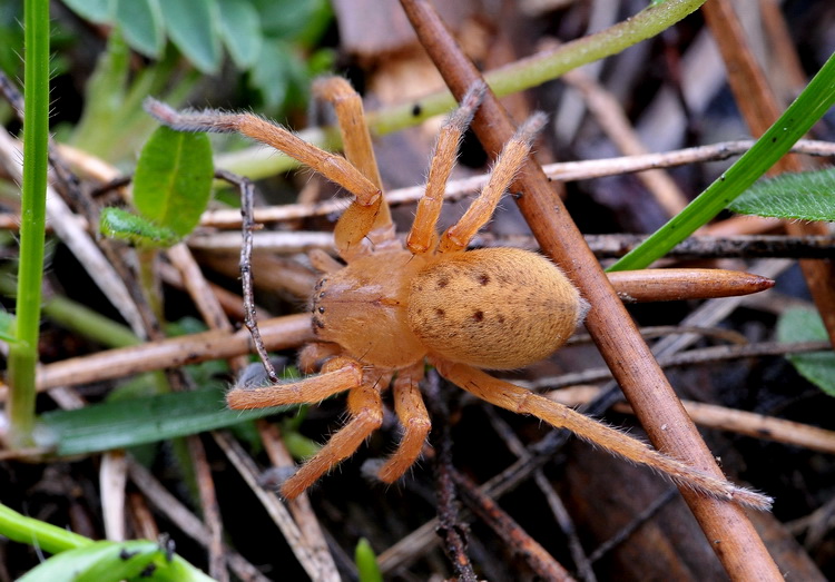 Ragno giallo: Olios argelasius